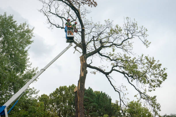 Professional Tree Care in Marysville, PA