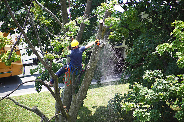 How Our Tree Care Process Works  in  Marysville, PA